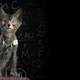 Illustration for article titled Humans create cat werewolves—and theyre very cute emand/em very spooky